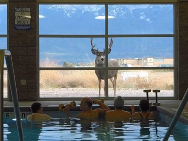 Chú hươu cũng muốn vào tắm chăng?