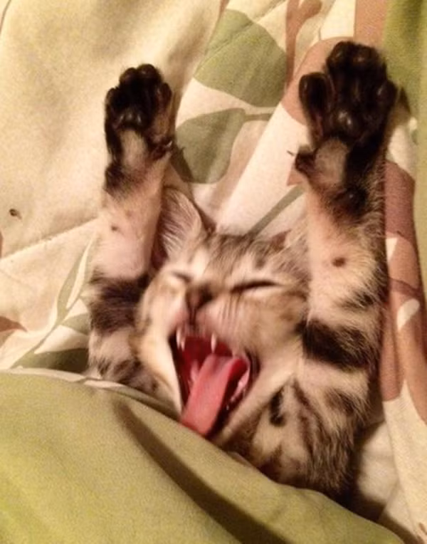 Vươn vai đón chào ngày mới.