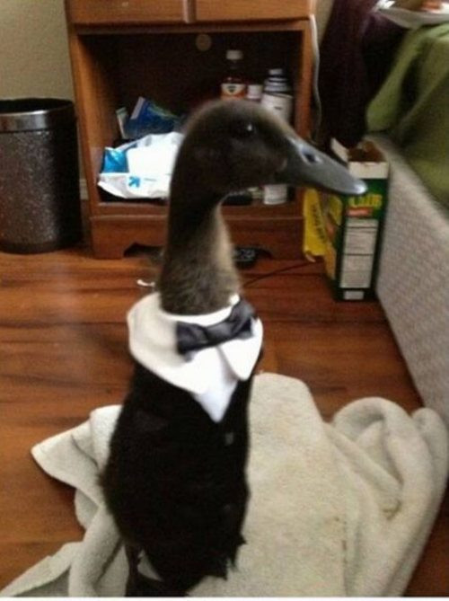 "Diện đồ để đi dự tiệc nào".