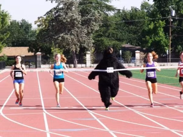 Khi "gấu" chạy thi với người.