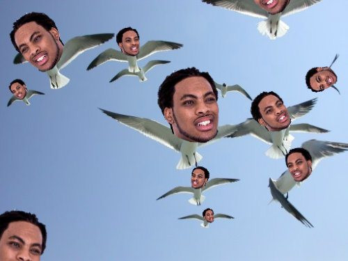 Chim đầu người.