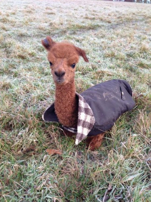 "Bộ cánh mới của em".