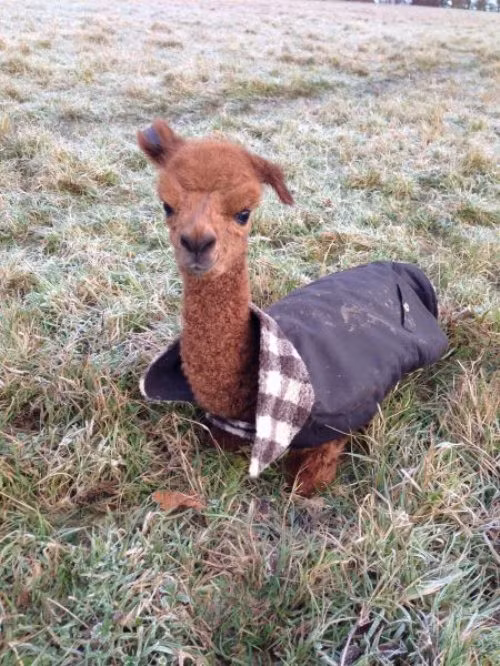 "Bộ cánh mới của em".