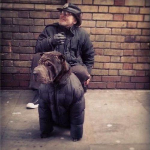 "Tình yêu thương giữa người và động vật".