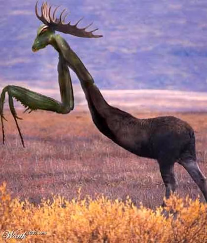 Bọ ngựa khổng lồ.