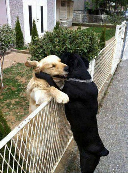 "...Ôm cái nào thằng bạn tốt.." 