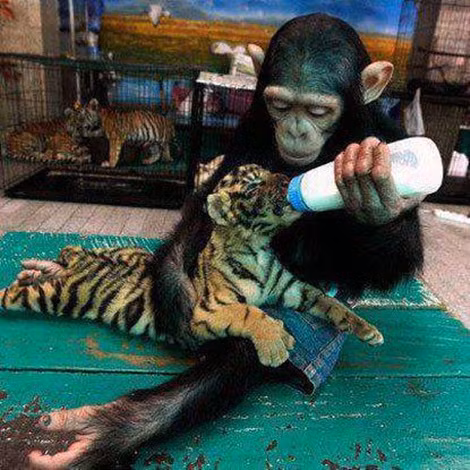 "Yêu thương đâu phải mỗi con người, ở các loài động vật chúng cũng có những cách yêu thương riêng". Bức ảnh đã thu hút được hàng nghìn người quan tâm, có tới 31.000 lượt like, 600 lượt chia sẻ bức ảnh.