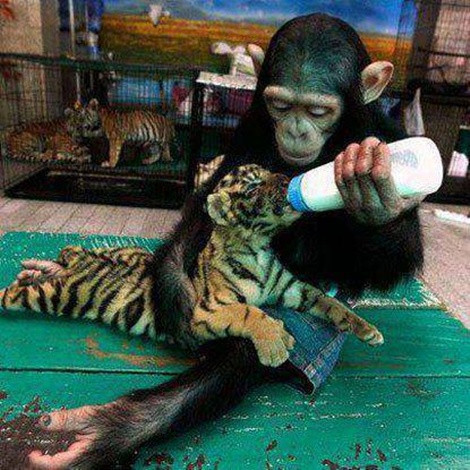 "Yêu thương đâu phải mỗi con người, ở các loài động vật chúng cũng có những cách yêu thương riêng". Bức ảnh đã thu hút được hàng nghìn người quan tâm, có tới 31.000 lượt like, 600 lượt chia sẻ bức ảnh.