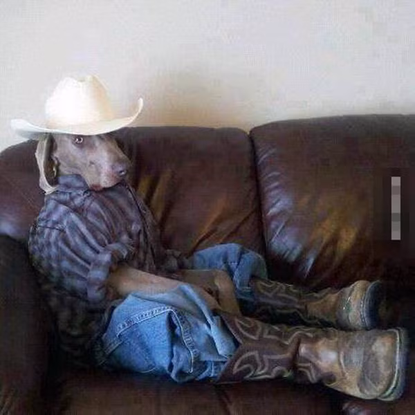 Chú chó sành điệu như ông chủ. 