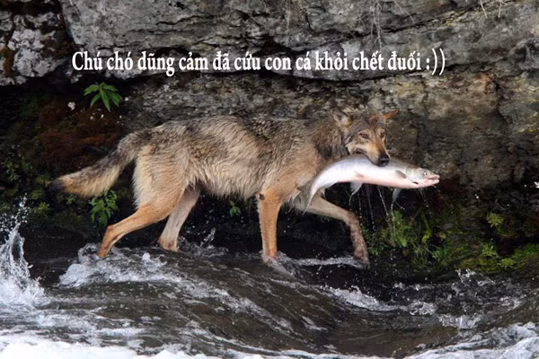 "Chú chó dũng cảm".