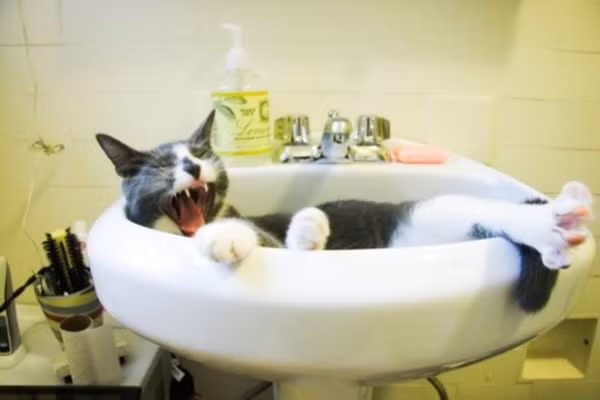 "Dậy thôi! Trời sáng rồi".