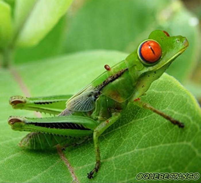 Ếch châu chấu.
