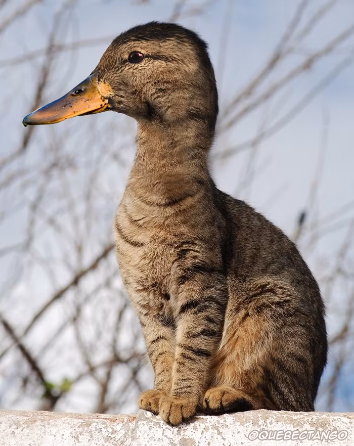 Chú mèo mang đầu vịt.