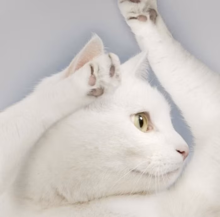 "Giơ hai tay lên thế này hả bác?".