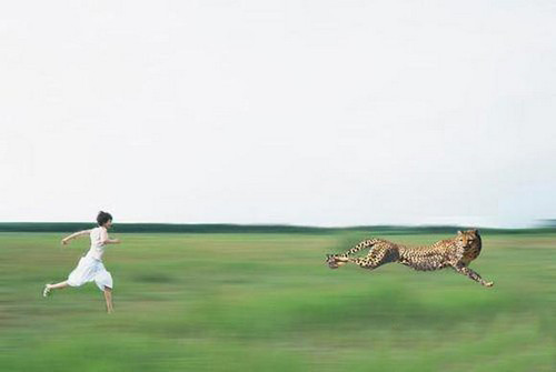 Cuộc truy đuổi giữa người và báo