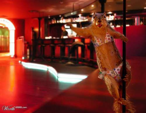 Một chú chuột đang "múa cột" trong bộ nội y rực rỡ sắc màu.