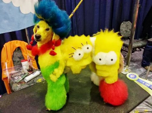 Chú chó sành điệu.