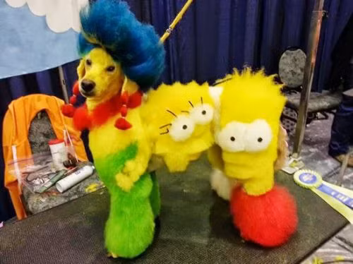 Chú chó sành điệu.