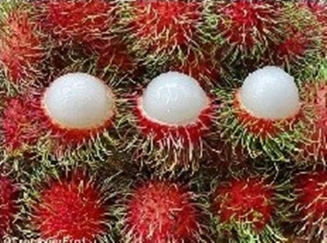 Chôm chôm, Vĩnh Long