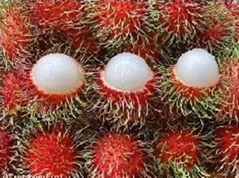 Chôm chôm, Vĩnh Long