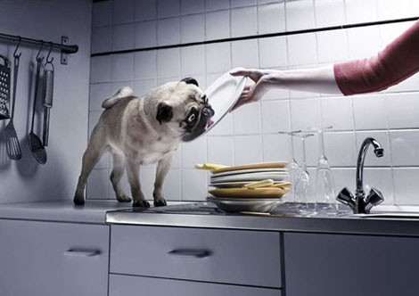 "Ấy từ từ hẵng rửa, để cún ăn nốt đã cô chủ ơi"