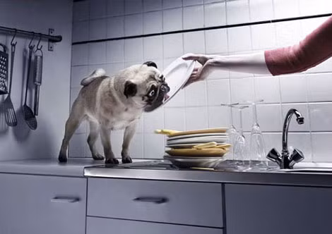 "Ấy từ từ hẵng rửa, để cún ăn nốt đã cô chủ ơi"