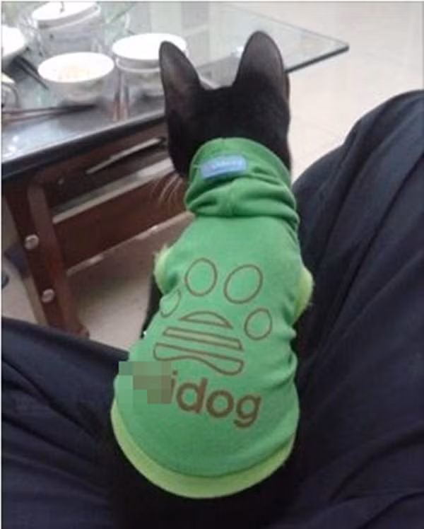 Đã có áo dành riêng cho cún.