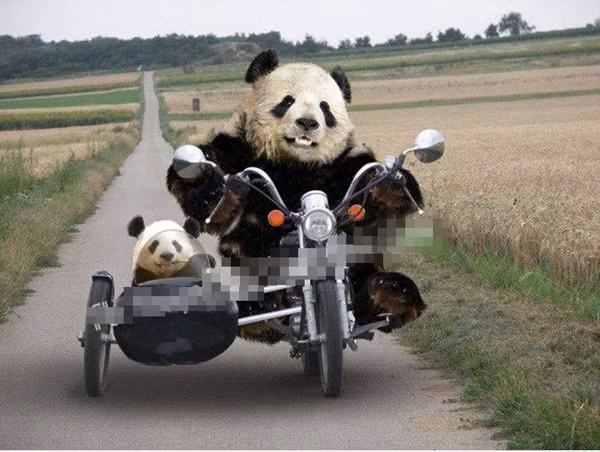 Gấu bố chở gấu con đi chơi.