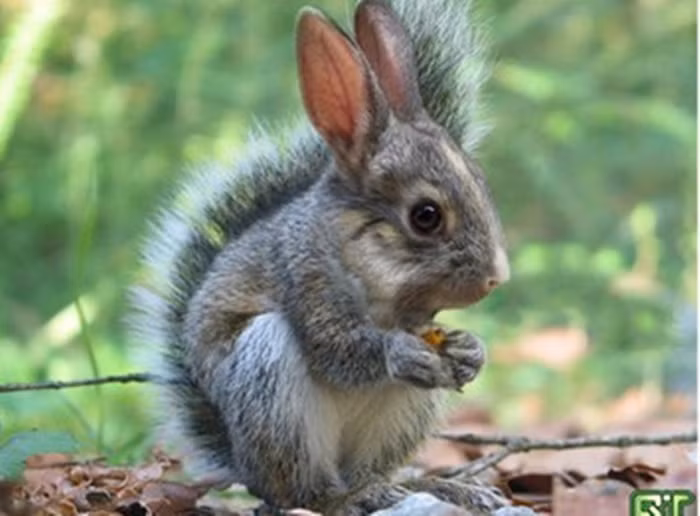 "Sóc thỏ".
