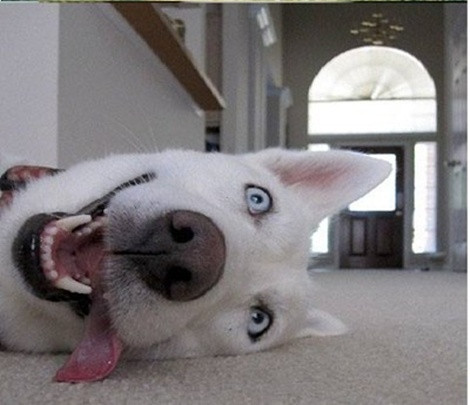 "Giả vờ như thật"