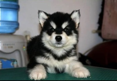 "Có yêu không mà nhìn?"