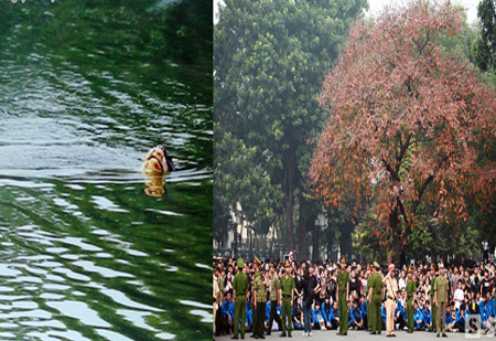 Đại tướng ra đi, cây bằng lăng ở 30 Hoàng Diệu chuyển sang màu lá đỏ một cách kỳ diệu. Cụ Rùa Hồ Gươm cũng nổi lên mặt nước như cùng toàn thể nhân dân tiễn đưa Đại tướng về đất mẹ. Sự ra đi của Đại tướng như gắn liền với những biểu tượng, linh hồn của dân tộc.