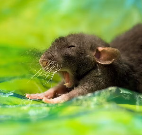 "Chào ngày mới".