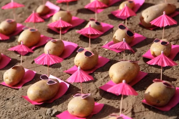 Khoai tây nhỏ đi nghỉ mát... 