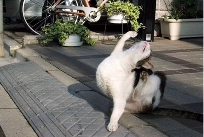 "Chào ngày mới".