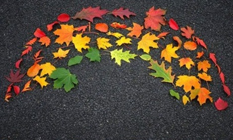 Cầu vồng lá mùa thu