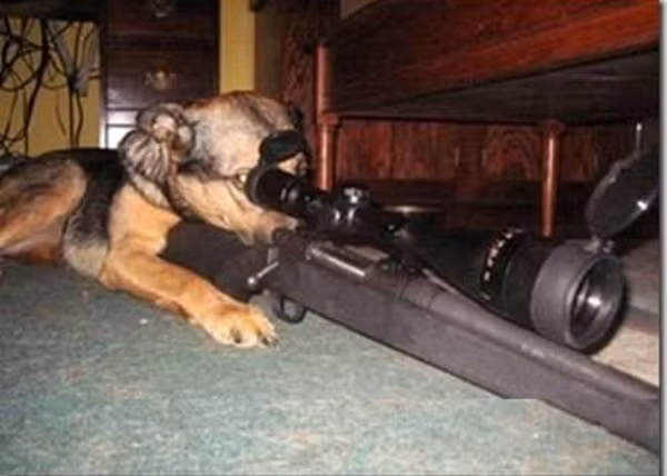 "Quả này em mèo nhà hàng xóm tiêu rồi".