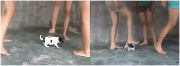 3 cô gái dùng chân giẫm đạp chú chó con...
