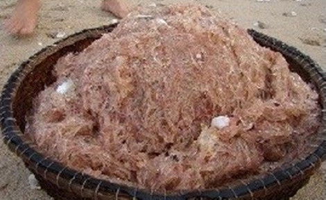 Ruốc tháng sáu ở Quảng Bình