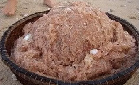 Ruốc tháng sáu ở Quảng Bình