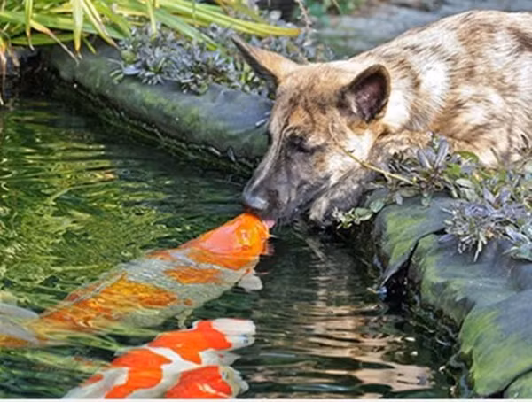 "Tình yêu của động vật".