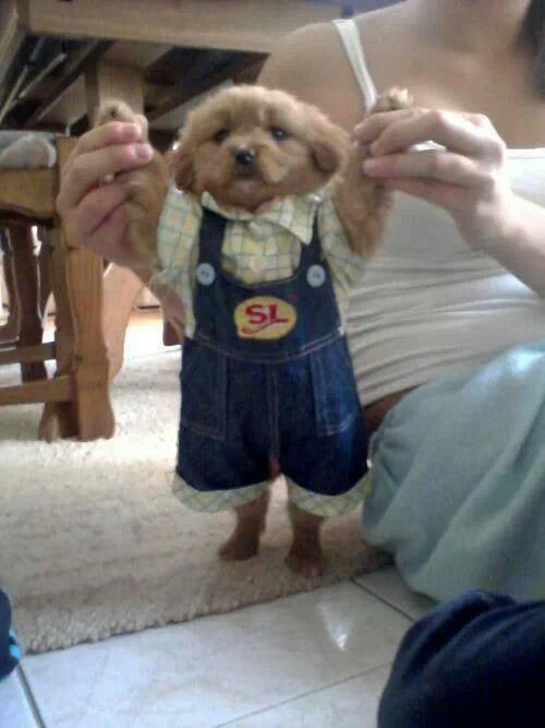 "Cô chủ vừa sắm cho bộ quần áo mới".