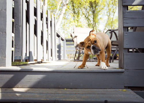 "Nghiêng đầu dưới nắng mai". 