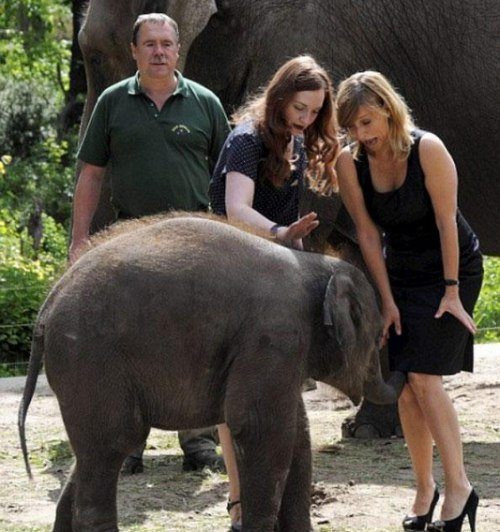 Chú voi con tinh nghịch.