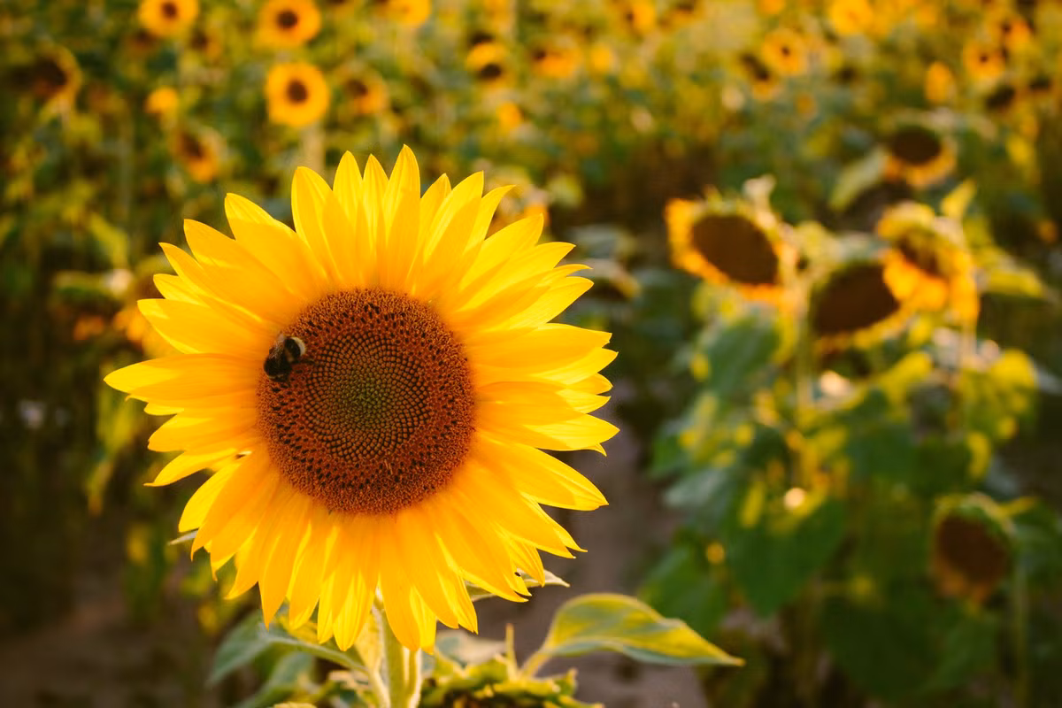 Họ sẽ cố gắng hết sức để giải quyết những vấn đề khó khăn cho đồng nghiệp bạn bè. Những người sinh vào thời điểm Âm lịch này cũng luôn gặp may mắn, không va chạm với kẻ xấu, luôn nắm bắt các cơ hội phát triển tốt hơn, leo lên các đỉnh cao mà không tốn nhiều công sức.