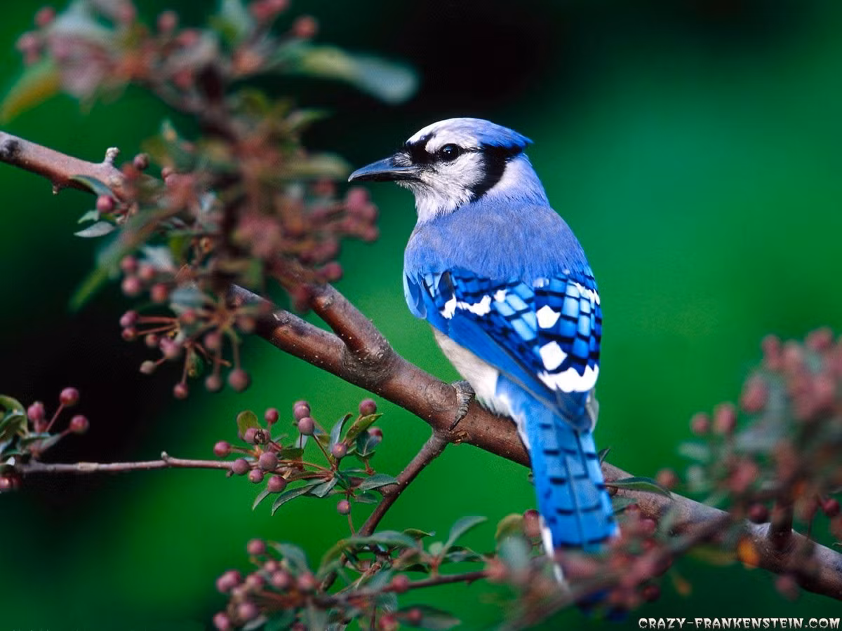 Thang cuoi cung nam 2022, 3 con giap su nghiep nhu y-Hinh-2