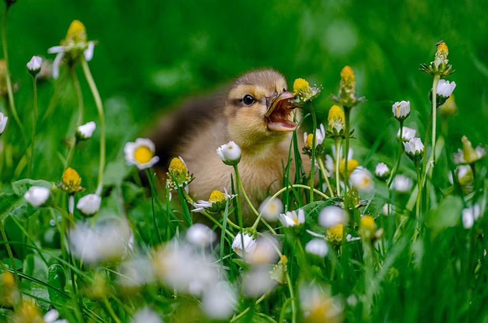 Nam Quy Mao 2023 thang Am lich nao sinh con tot nhat?-Hinh-2