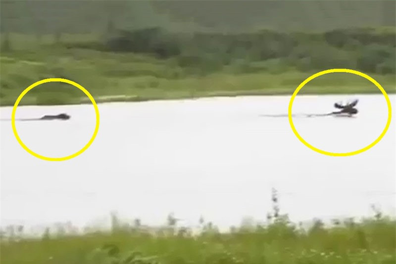 Gấu xám Bắc Mỹ truy sát nai sừng tấm dưới nước ảnh 1