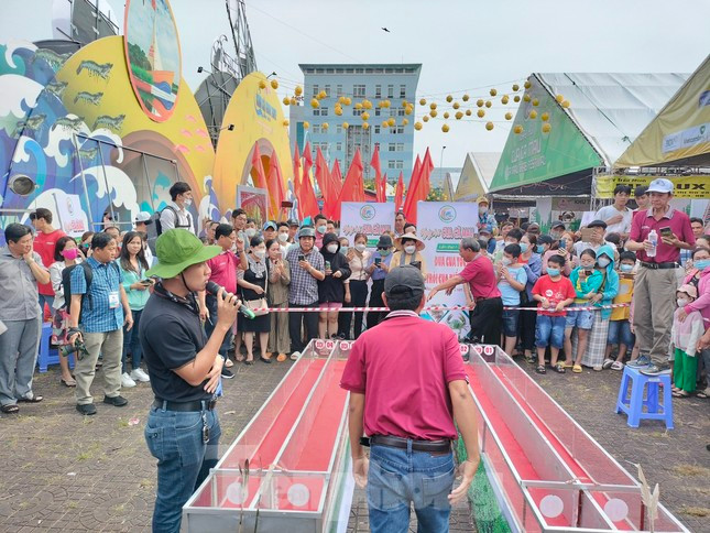 Cự ly thi đấu là 5m và được thi đấu trên máng có chiều ngang 25cm và chiều cao 30cm.