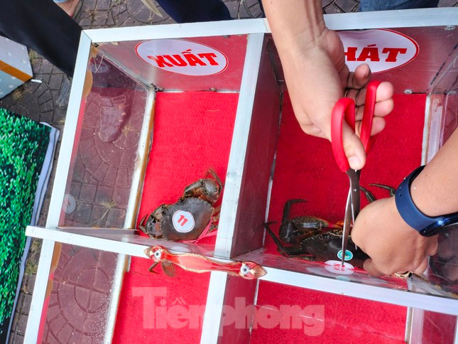 Trọng tài có hiệu lệnh xuất phát cho “cua thủ” đua và cua nào về đích trước được xem như thắng cuộc và được tiếp tục vào thi đấu vòng sau.